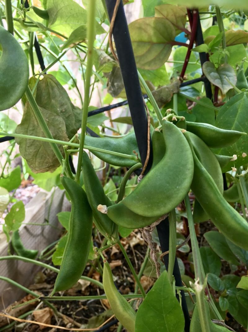 Snap Beans Still Have Time For A Fall Crop