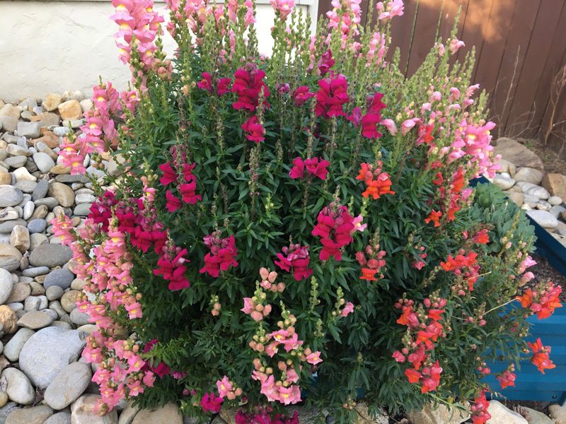 Snapdragons Bring Fresh Color As Summer Flowers Fade