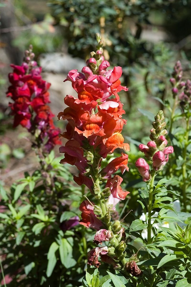 Snapdragons Can Leave Volunteers For Next Spring