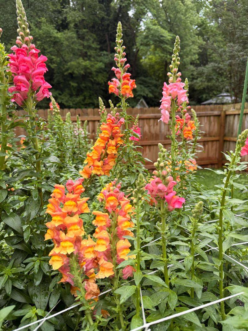 Snapdragons Snapdragons