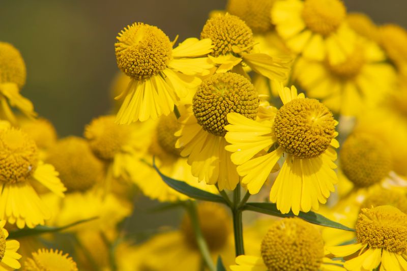 Sneezeweed Extends Bloom Time Into October