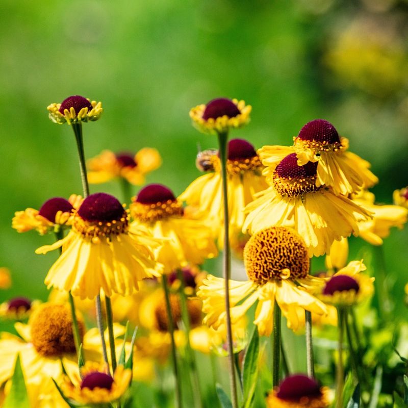 Sneezeweed Sneezeweed
