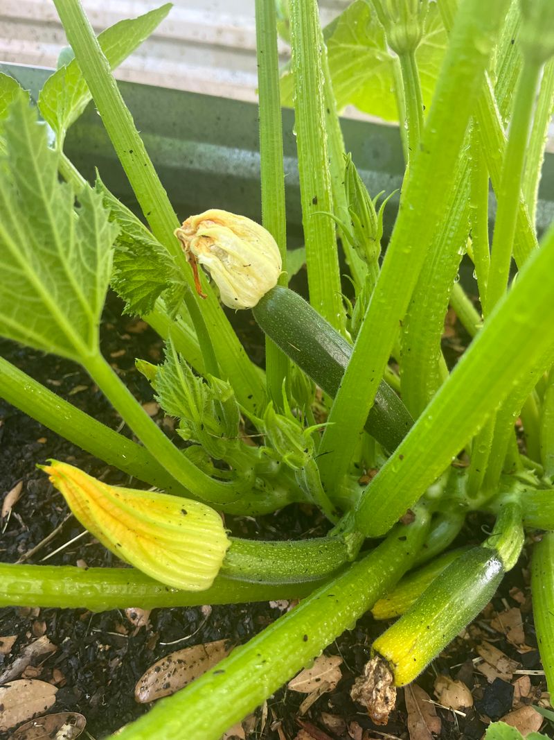 Snip Off Damaged Fruit Before Rot Sets In
