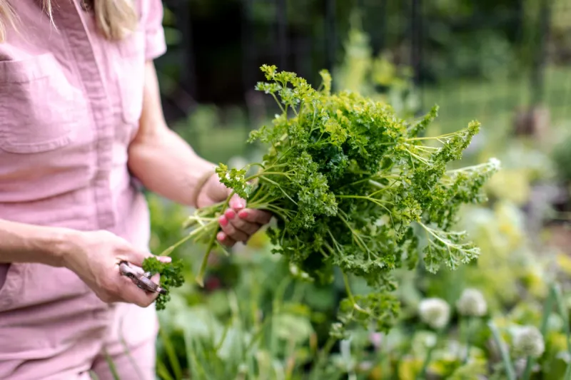 Snip Parsley Before Summer Stress Builds Snip Parsley Before Summer Stress Builds