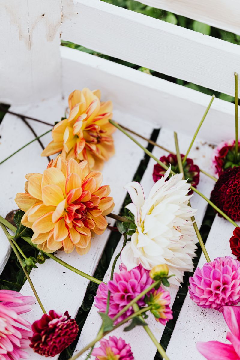 Snip Spent Blooms Off Snip Spent Blooms Off
