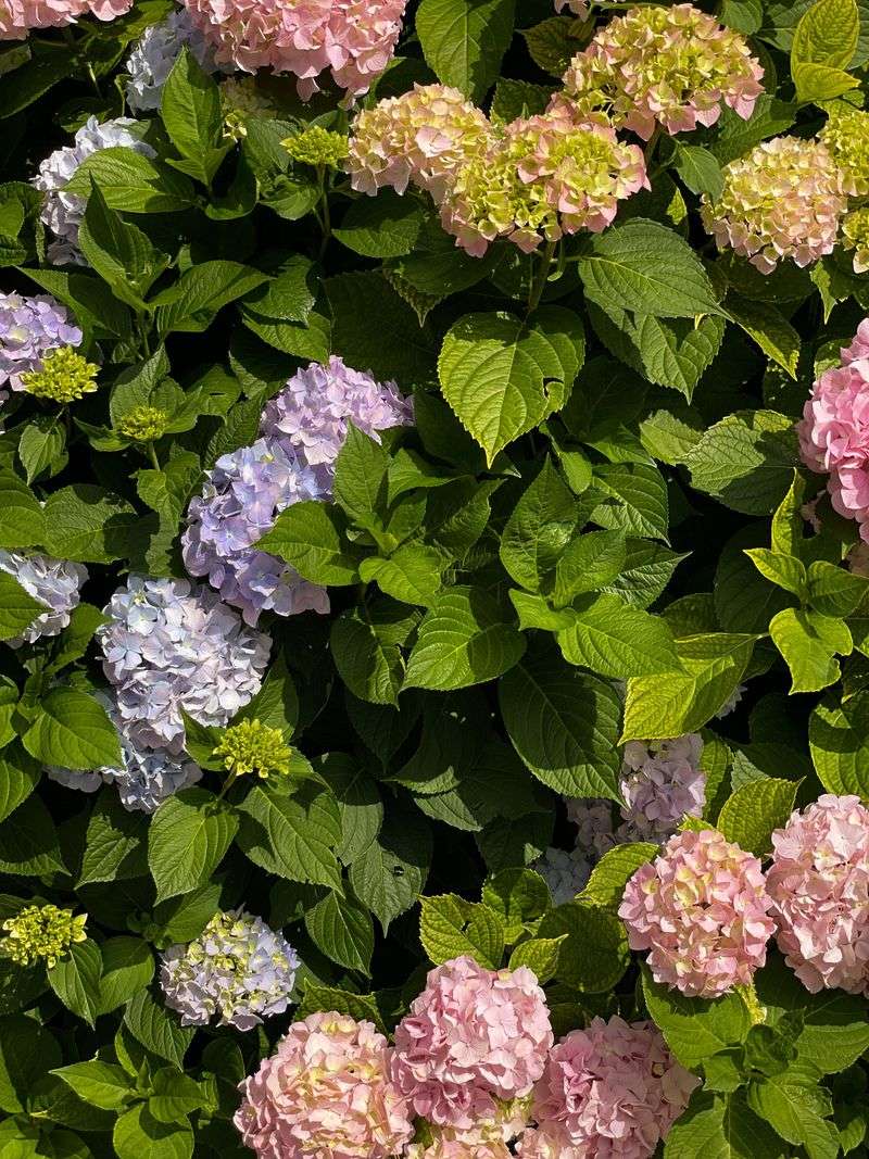 Snip Spent Blooms Off Snip Spent Blooms Off