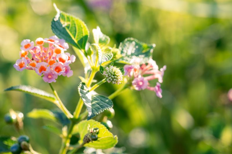 Snip Spent Blooms Regularly Snip Spent Blooms Regularly