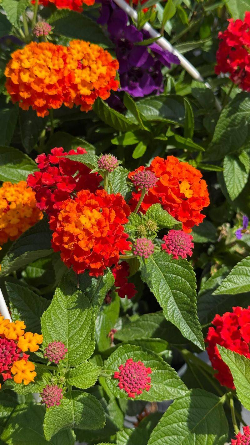 Snip Spent Blooms To Encourage Reflowering Snip Spent Blooms To Encourage Reflowering