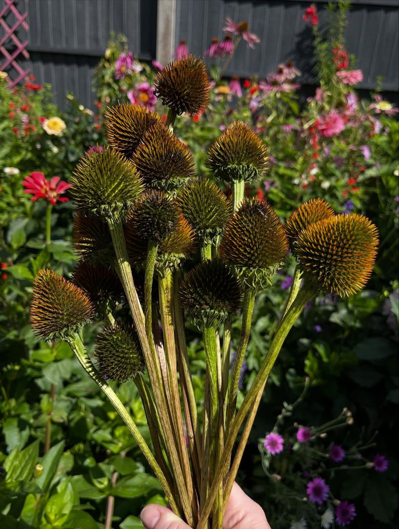 Snip The Whole Seed Head