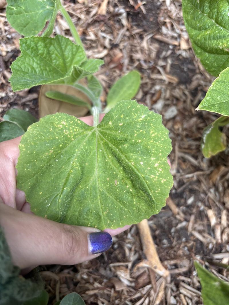 Snipping Anything Showing Spots Or Disease