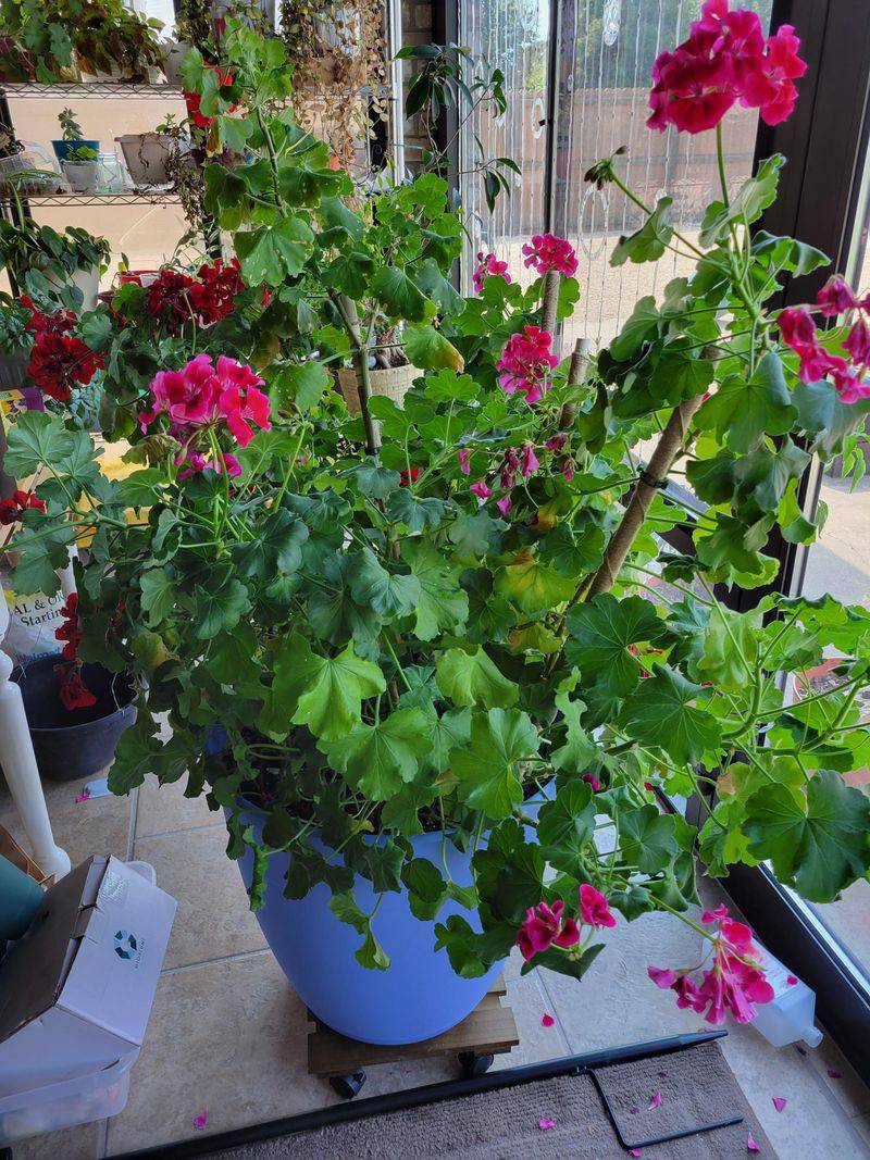 Snipping Leggy Stems To Wake Up Fresh Blooms