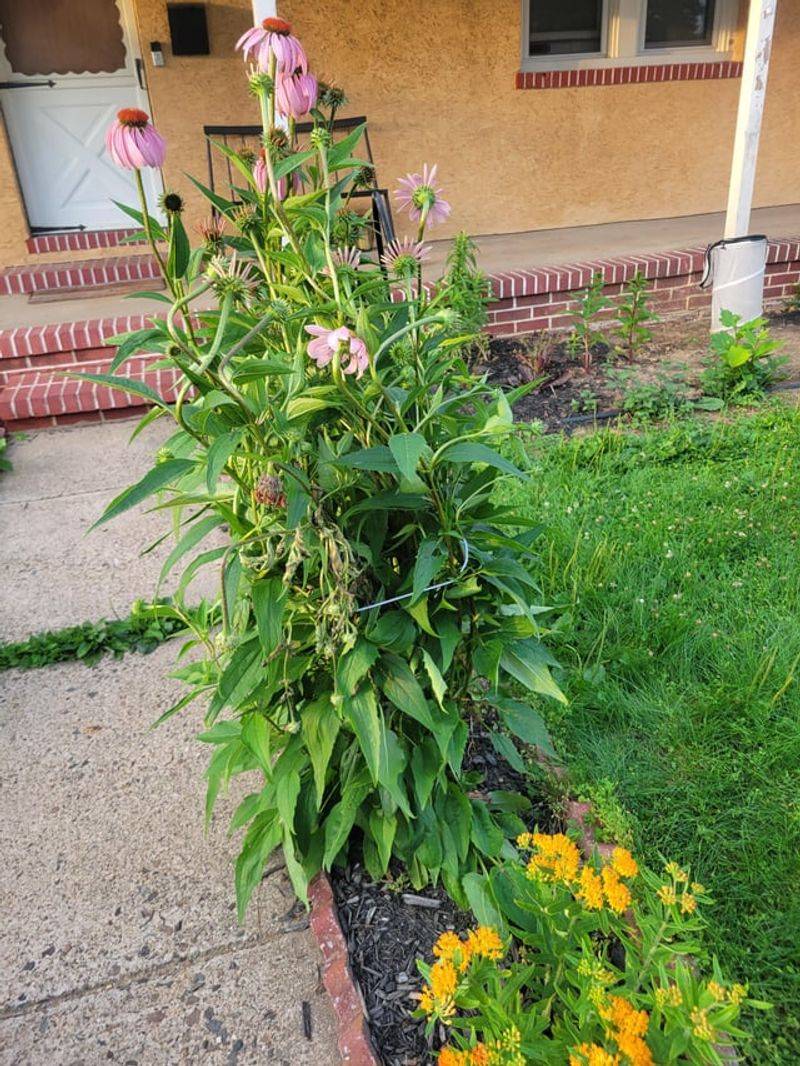Snipping Spent Blooms Before They Slow Things Down