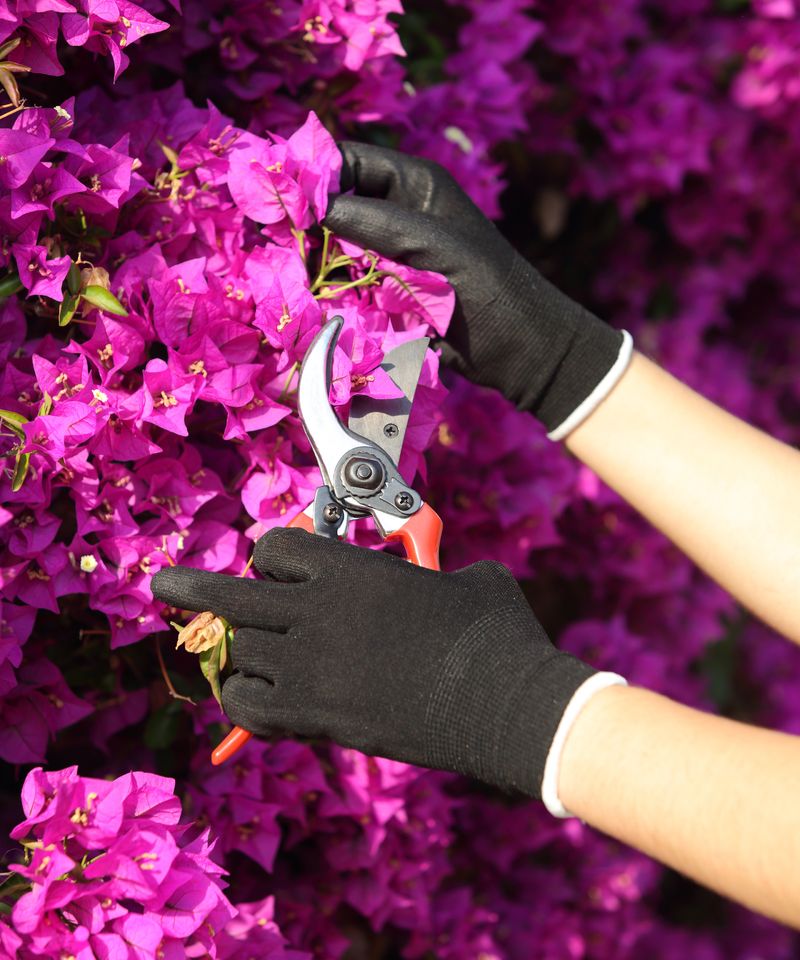 Snipping Spent Blooms Before They Steal The Show