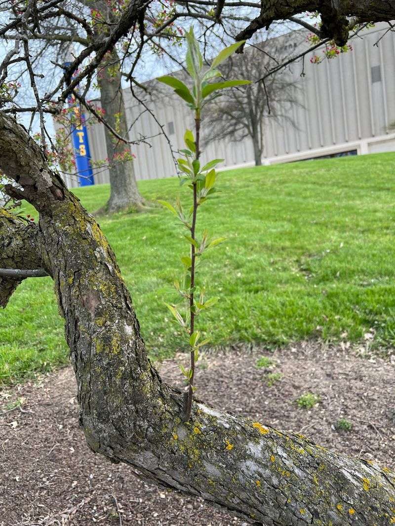 Snipping Water Sprouts While They Are Still Soft