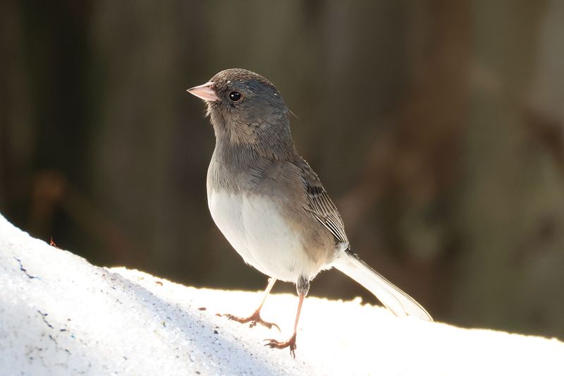 Snow Cover Pushes Juncos Toward Feeders Snow Cover Pushes Juncos Toward Feeders