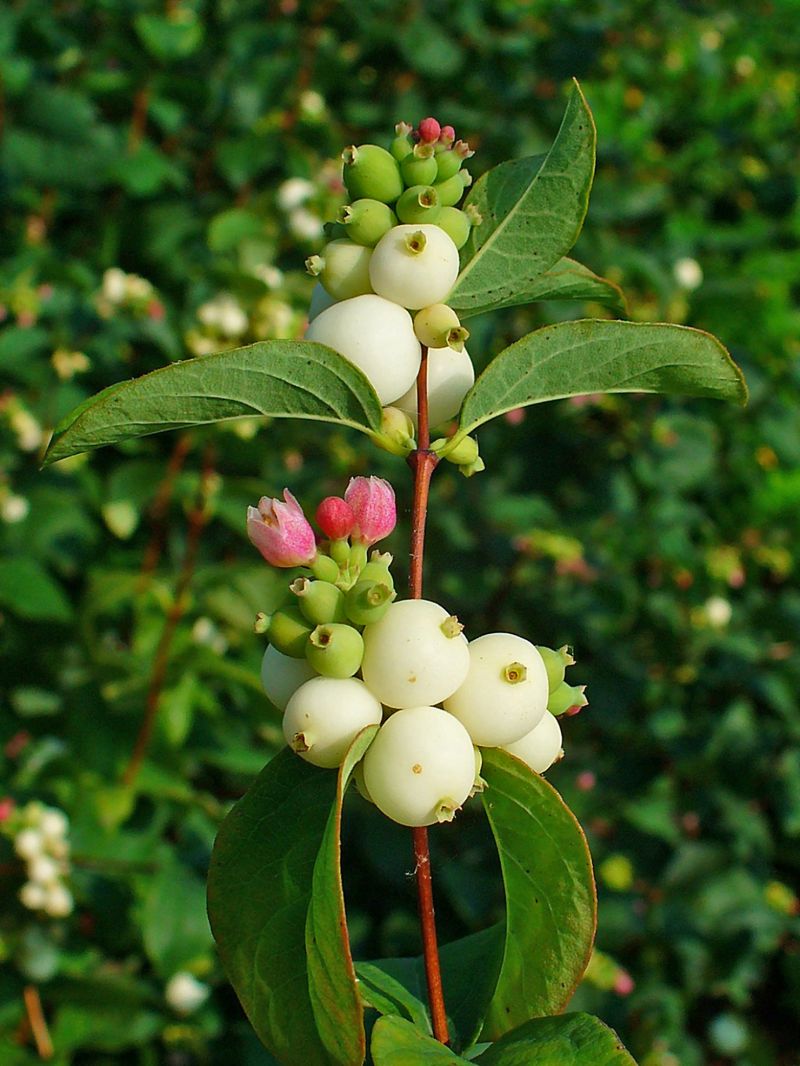 Snowberries Give Birds Food As Summer Fades