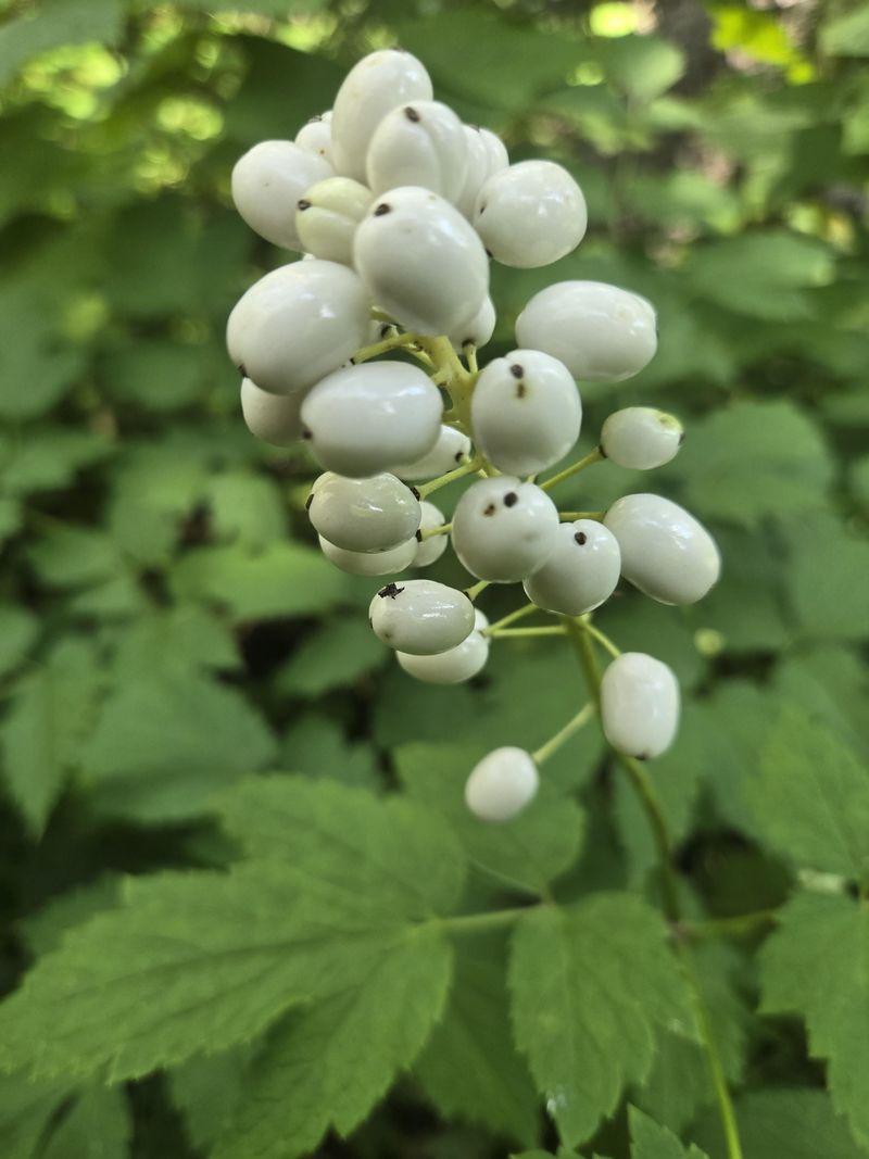 Snowberry Can Be Cleaned Up After Its White Berries Fade