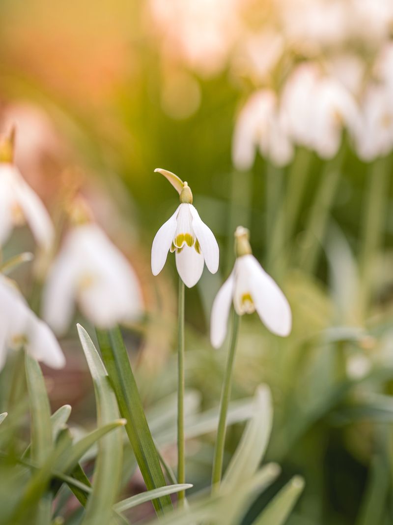 Snowdrops Wake Up The Garden Snowdrops Wake Up The Garden