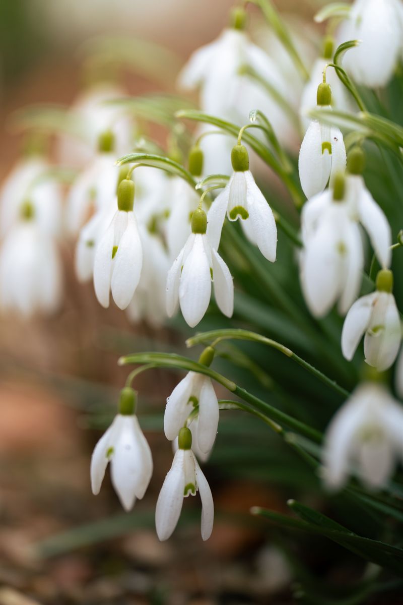 Snowdrops Snowdrops