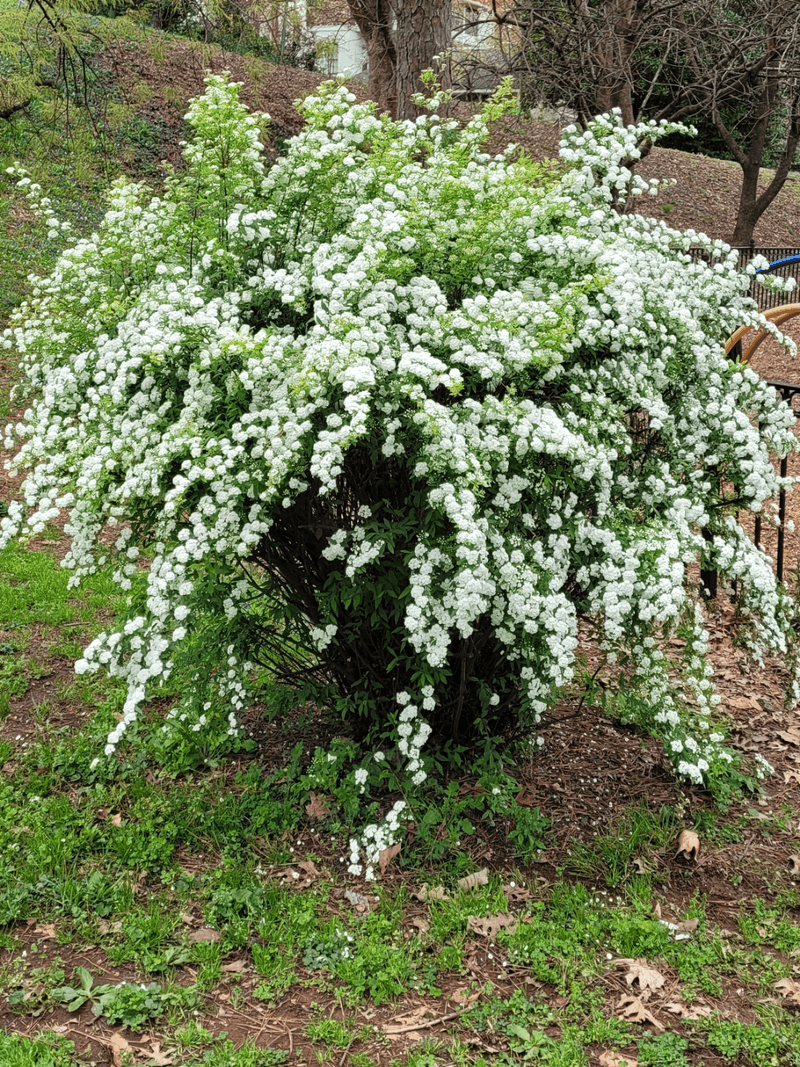 Snowmound Spirea Blankets Itself In Spring White Snowmound Spirea Blankets Itself In Spring White