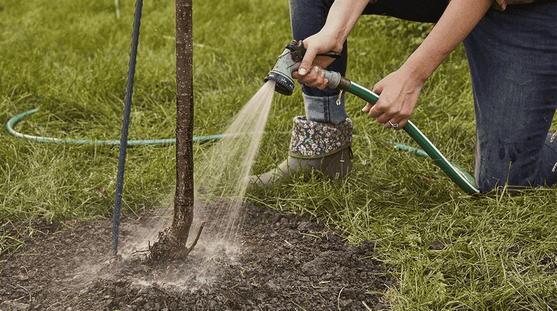Soak The Soil 6 To 9 Inches Deep