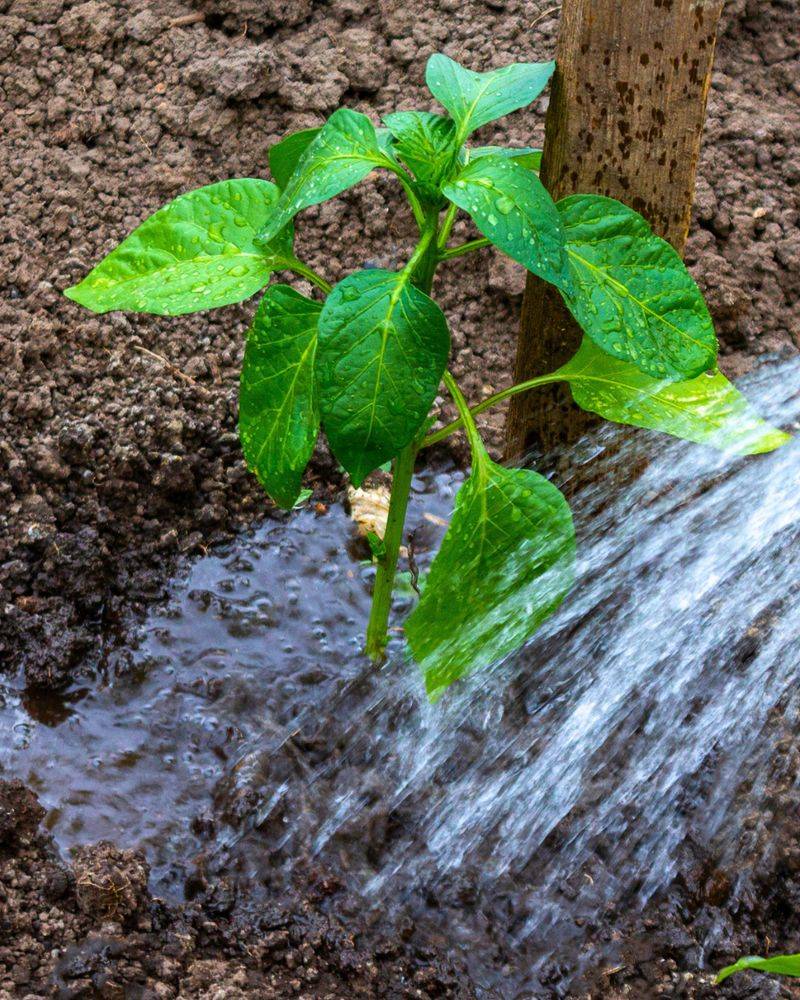 Soak The Soil Instead Of Watering Every Day Soak The Soil Instead Of Watering Every Day
