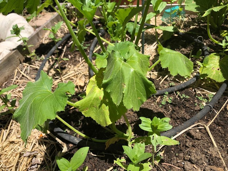Soaking Already-Wet Soil Can Make Stress Worse