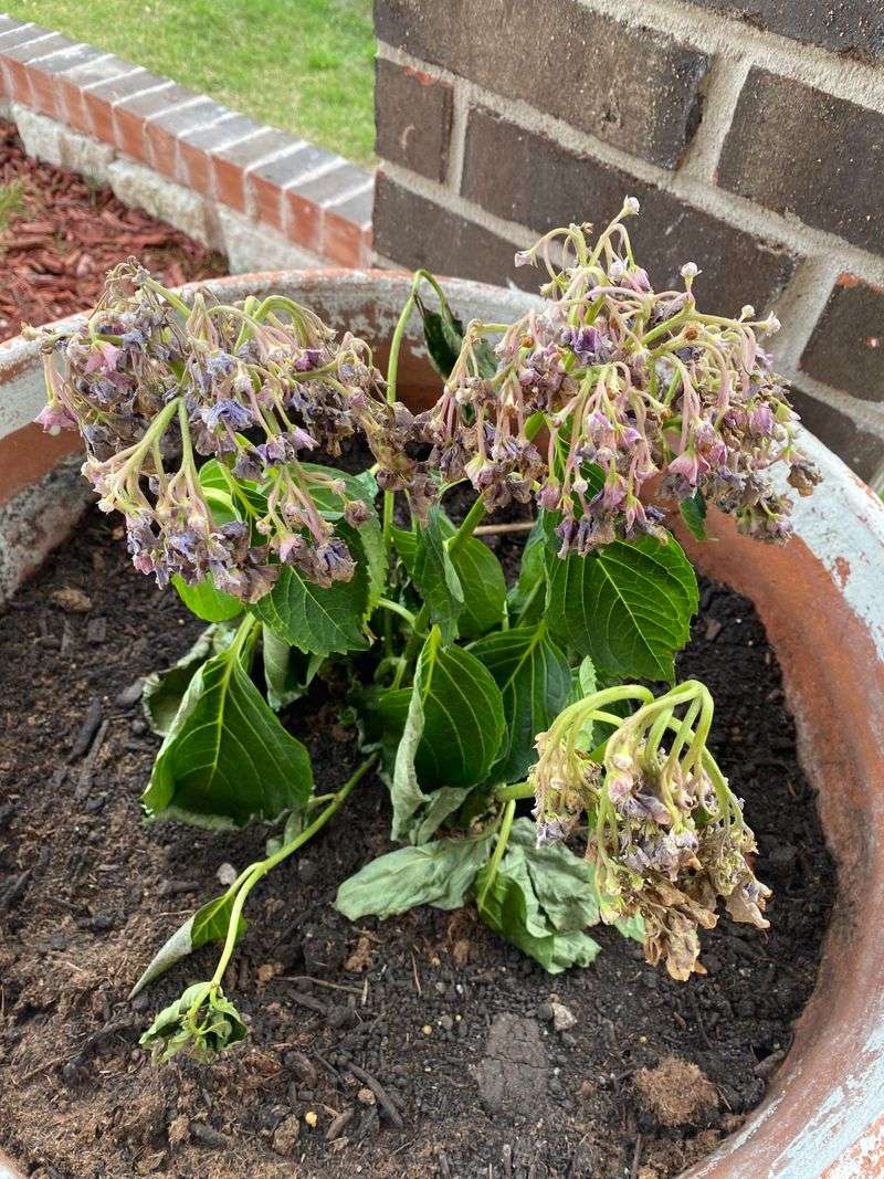 Soaking The Roots Instead Of Spraying The Leaves