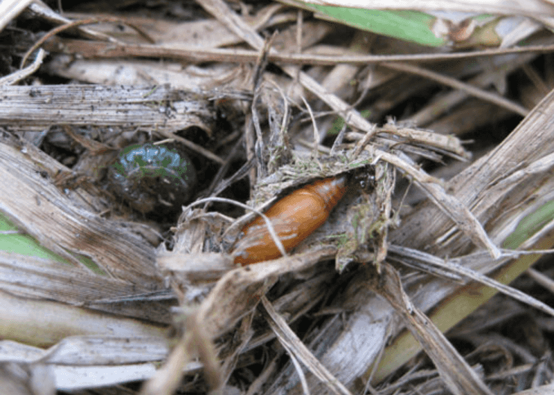 Sod Webworms Can Mimic Drought Sod Webworms Can Mimic Drought