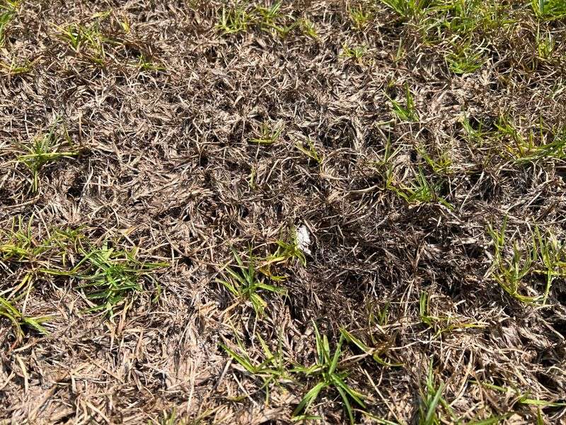 Sod Webworms Can Turn Healthy Grass Brown Fast