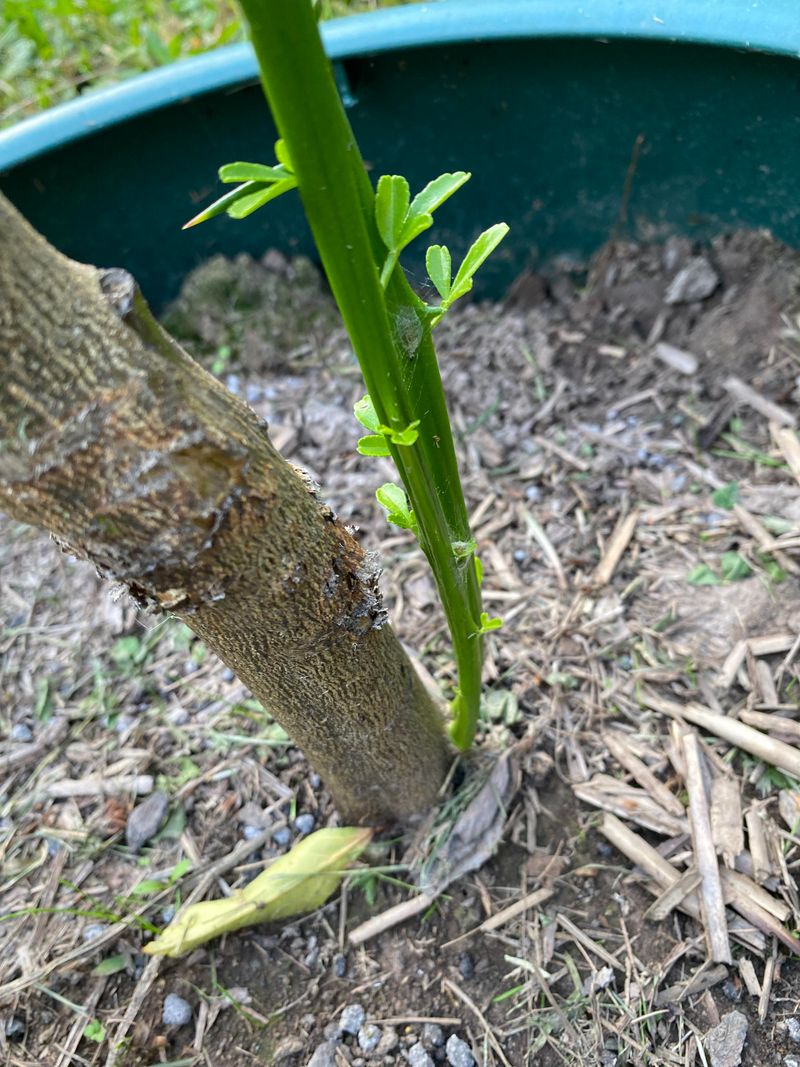 Soft New Shoots Are More Vulnerable As Nights Cool