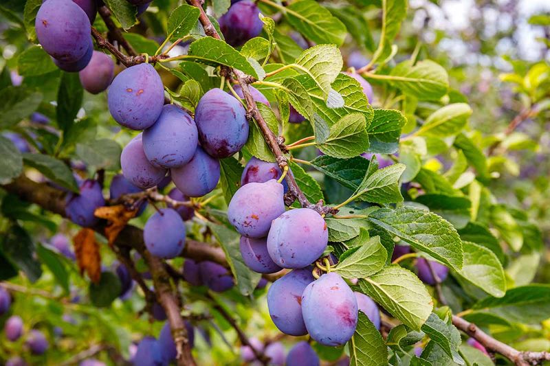 Soft Ripening Skins Split More Easily Soft Ripening Skins Split More Easily