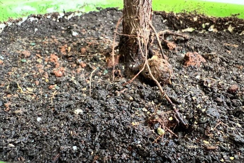Soft Roots Can Signal Serious Moisture Damage