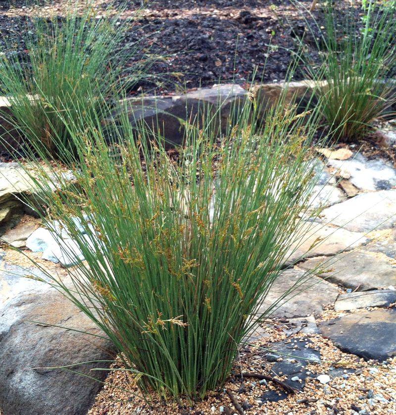 Soft Rush Grows Well Along Pond Edges Soft Rush Grows Well Along Pond Edges
