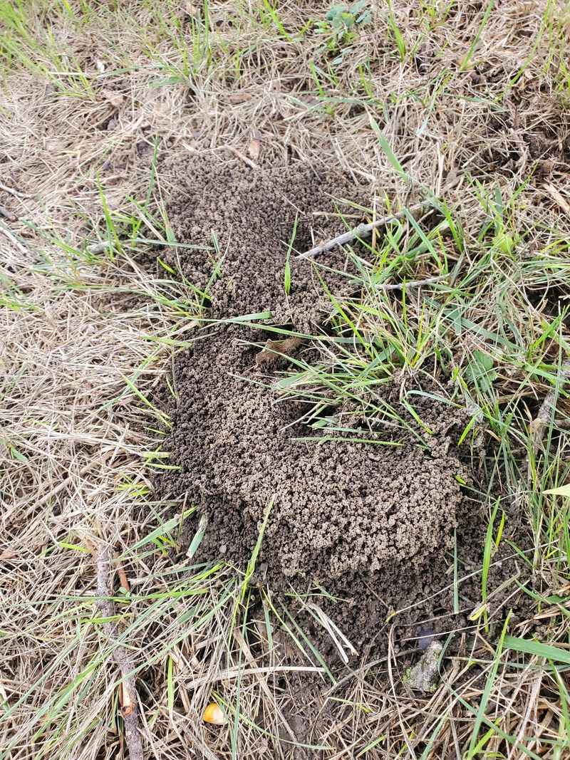 Soft Soil Makes New Mounds Easier To Form Soft Soil Makes New Mounds Easier To Form