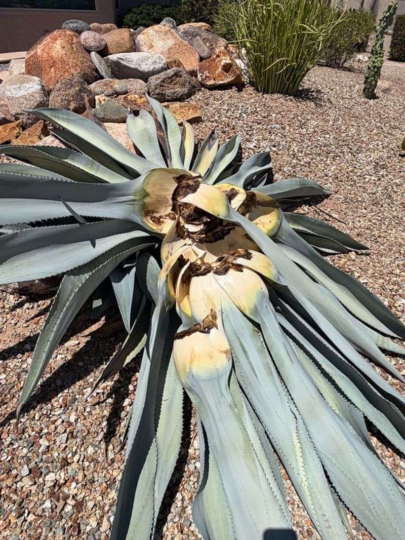 Soft Tissue And Collapsing Lower Leaves Appear Together