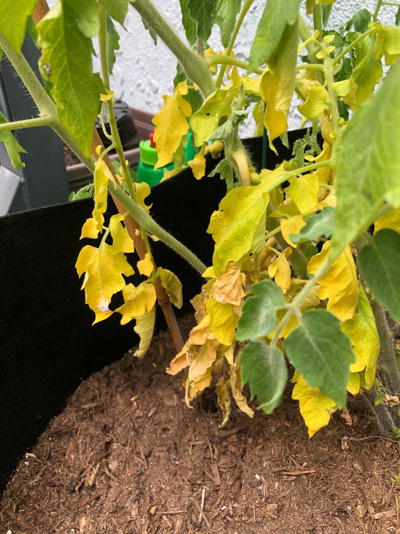 Soggy Roots Turning Lower Leaves Yellow Fast