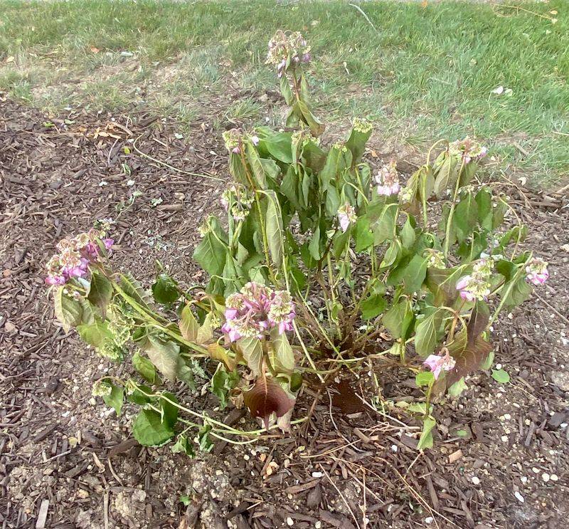 Soggy Soil May Be The Real Problem Below The Leaves