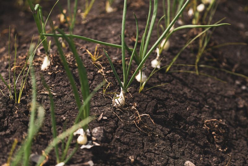 Soil And Roots Stay Vulnerable Even In Late Summer