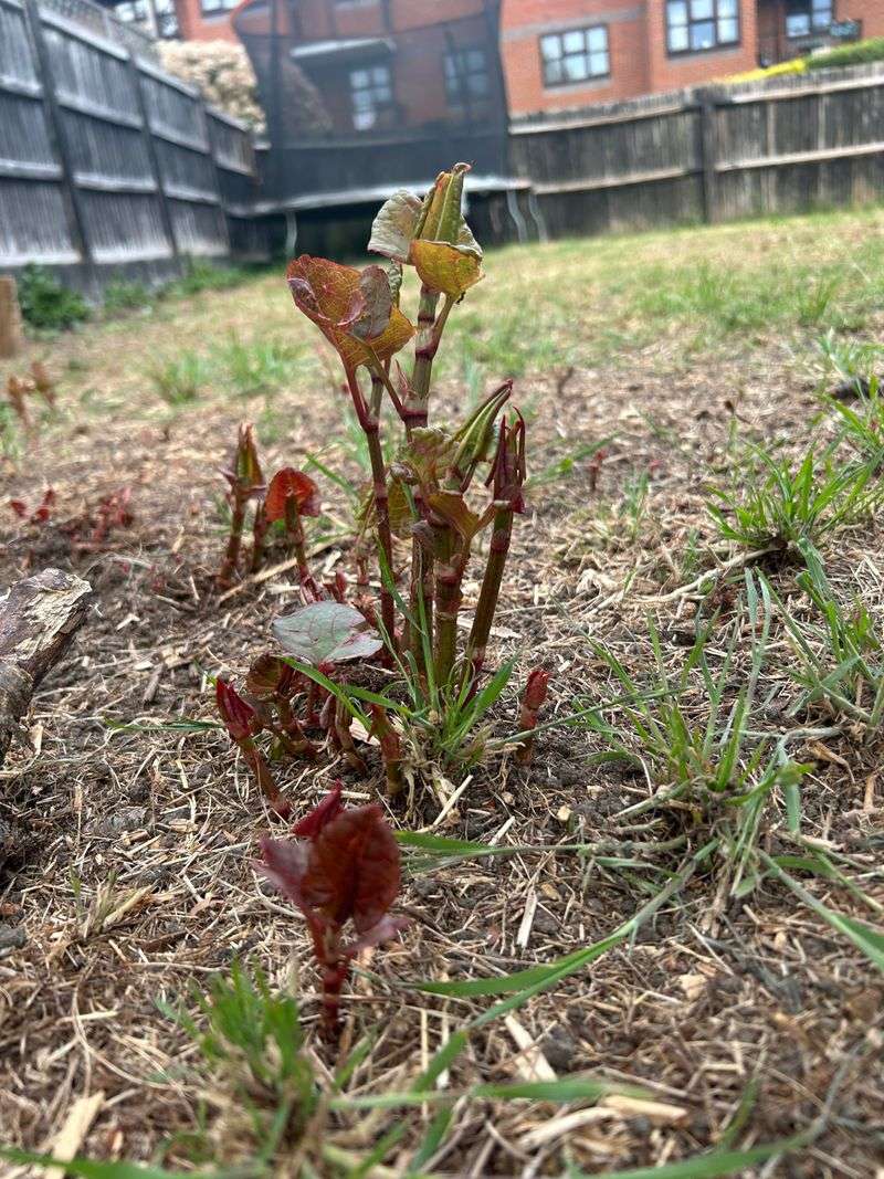 Soil And Yard Debris Can Spread Knotweed Soil And Yard Debris Can Spread Knotweed