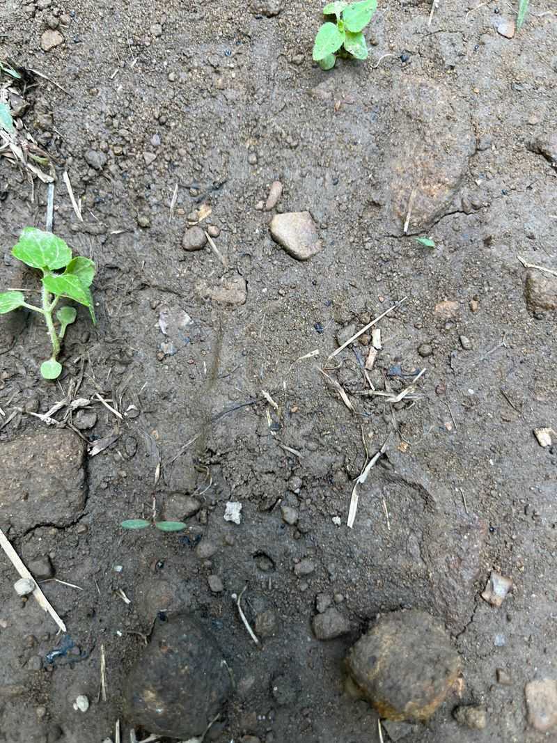 Soil Can Become Compacted Soil Can Become Compacted