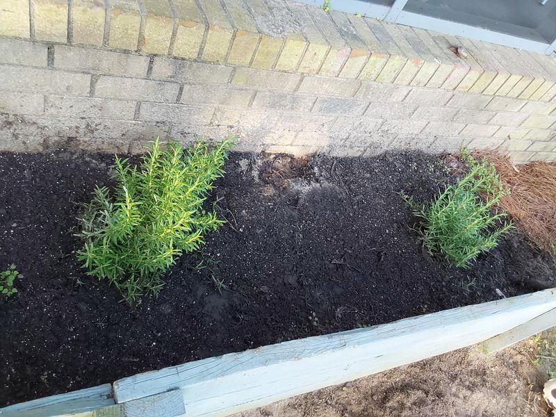 Soil Drainage Affects Root And Stem Health