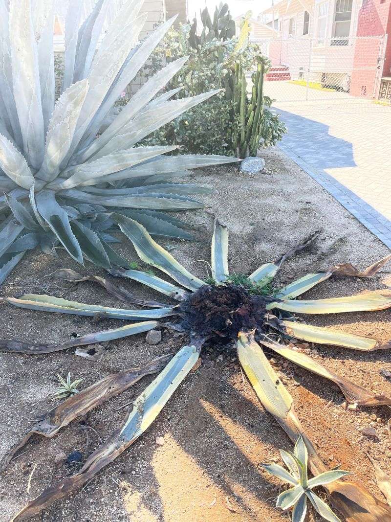 Soil Drenches And Spring Timing That Protect Nearby Rosettes