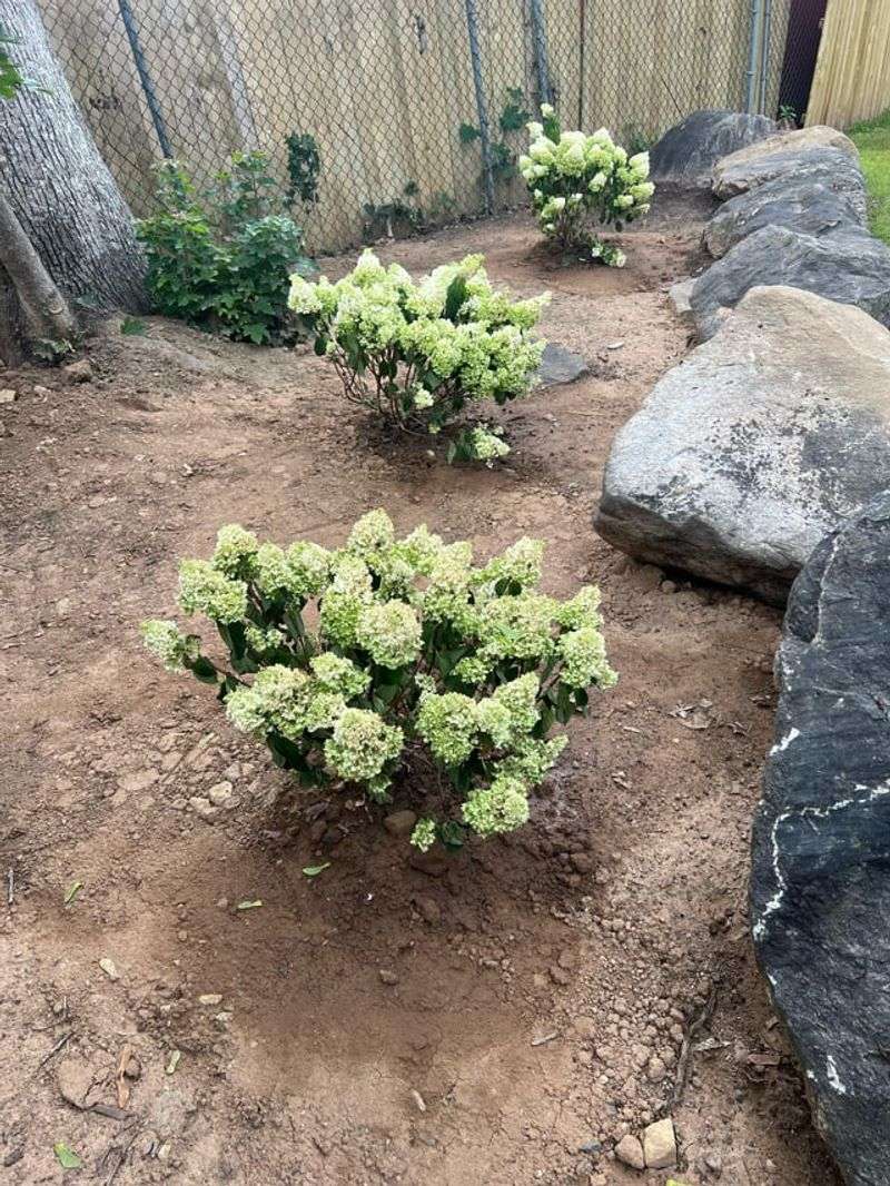 Soil Drying Out Faster Than It Should Soil Drying Out Faster Than It Should