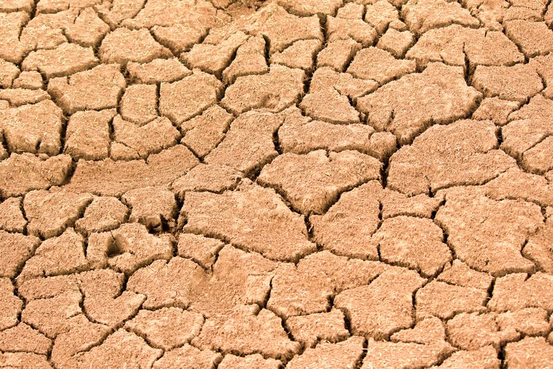 Soil Is Likely Dry And Well-Drained Soil Is Likely Dry And Well-Drained