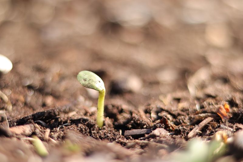 Soil Temperature Windows That Close Faster Than Expected