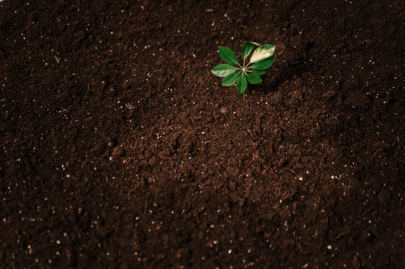 Soil Test Can Confirm Phosphorus Levels Soil Test Can Confirm Phosphorus Levels