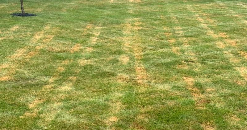 Soil Type Changes How The Same Storm Affects Two Lawns