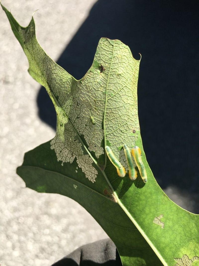 Solitary Oak Leafminers Are Showing Up In Ohio Solitary Oak Leafminers Are Showing Up In Ohio