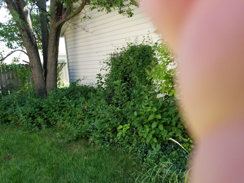 Some Areas Require Vegetation To Be Cut Back Every Year